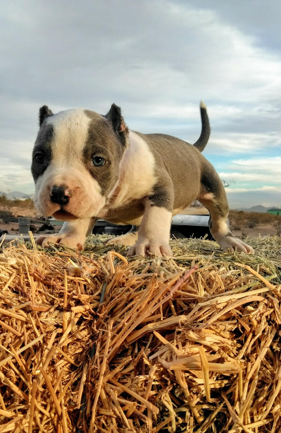 American Pit Bull Terrier Puppies For Sale Buckeye, AZ