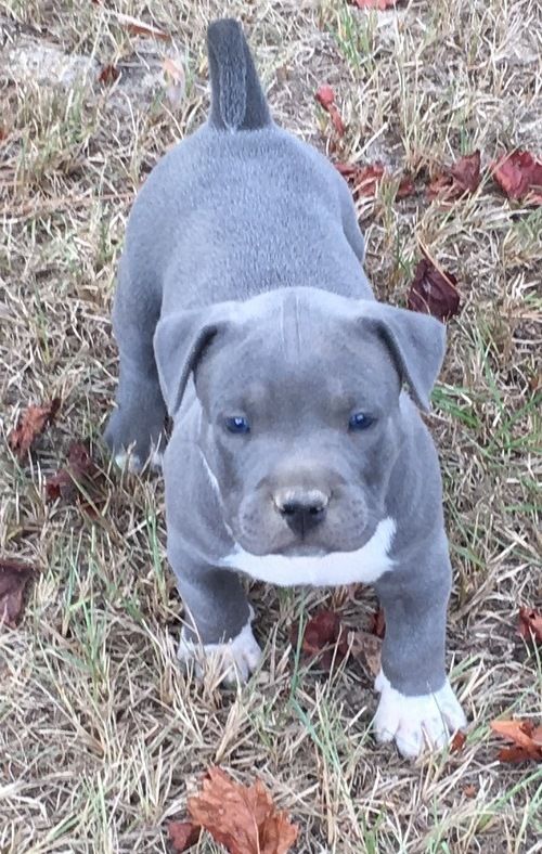 American Pit Bull Terrier Puppies For Sale Haleiwa, HI