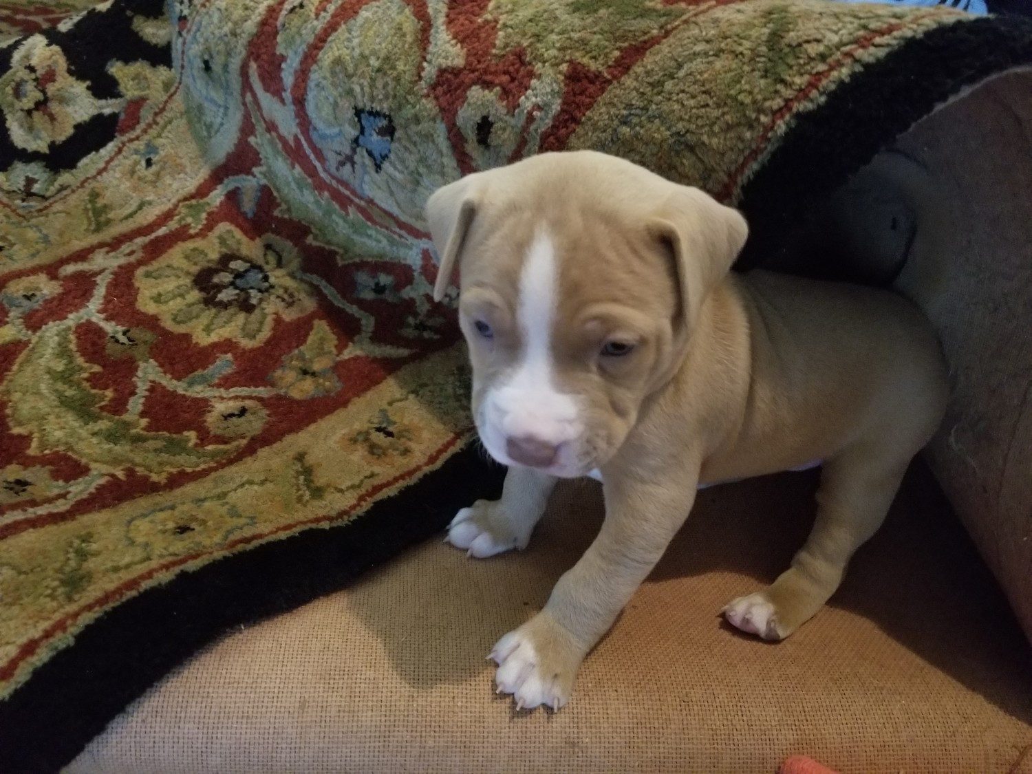 American Pit Bull Terrier Puppies For Sale Summerville