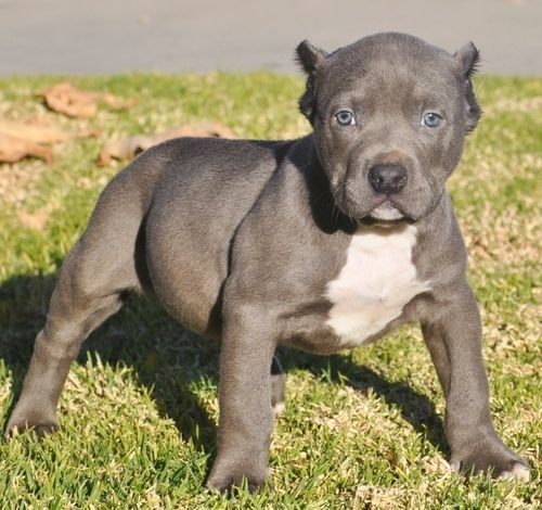 American Pit Bull Terrier Puppies For Sale Birmingham