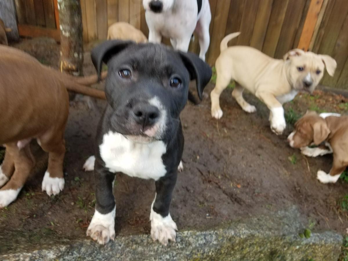 American Pit Bull Terrier Puppies For Sale San Diego, CA