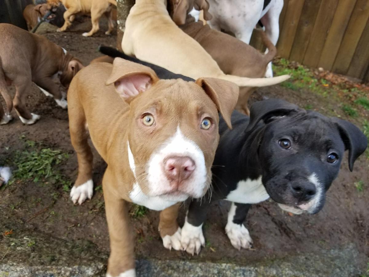 American Pit Bull Terrier Puppies For Sale San Diego, CA