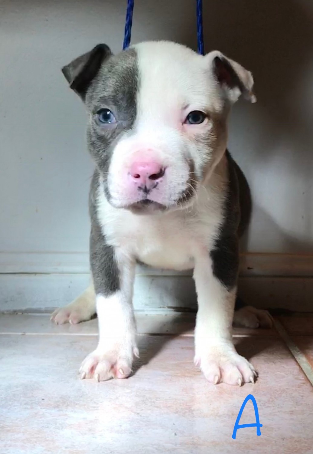 American Pit Bull Terrier Puppies For Sale Spring, TX