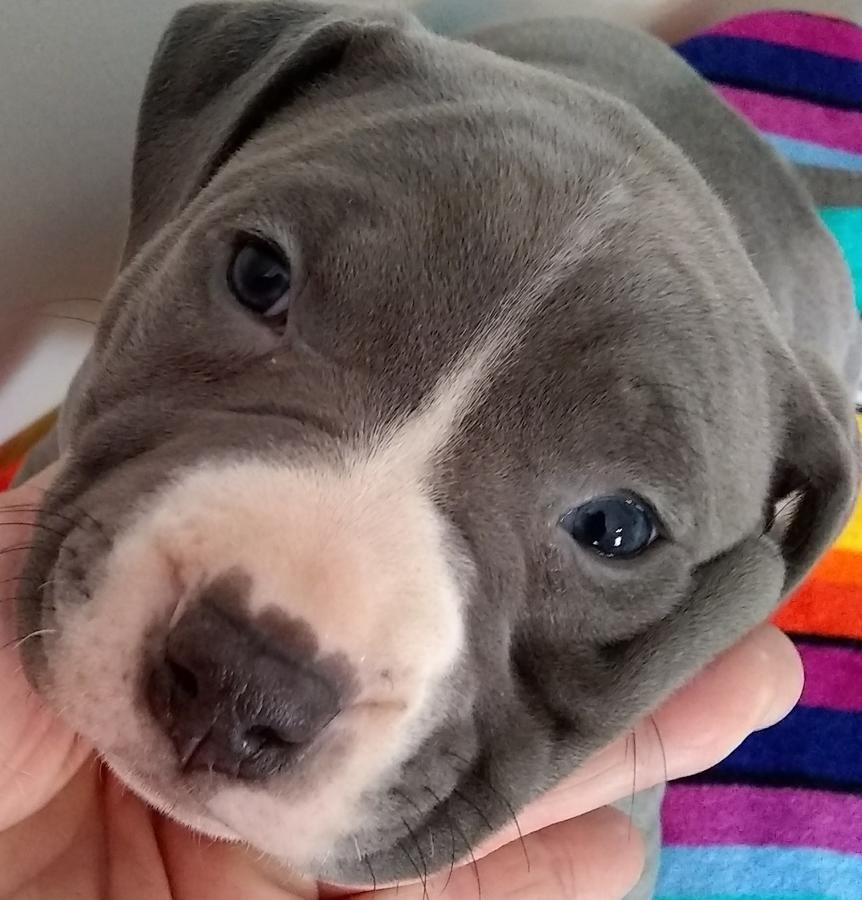 American Pit Bull Terrier Puppies For Sale Newark, NJ