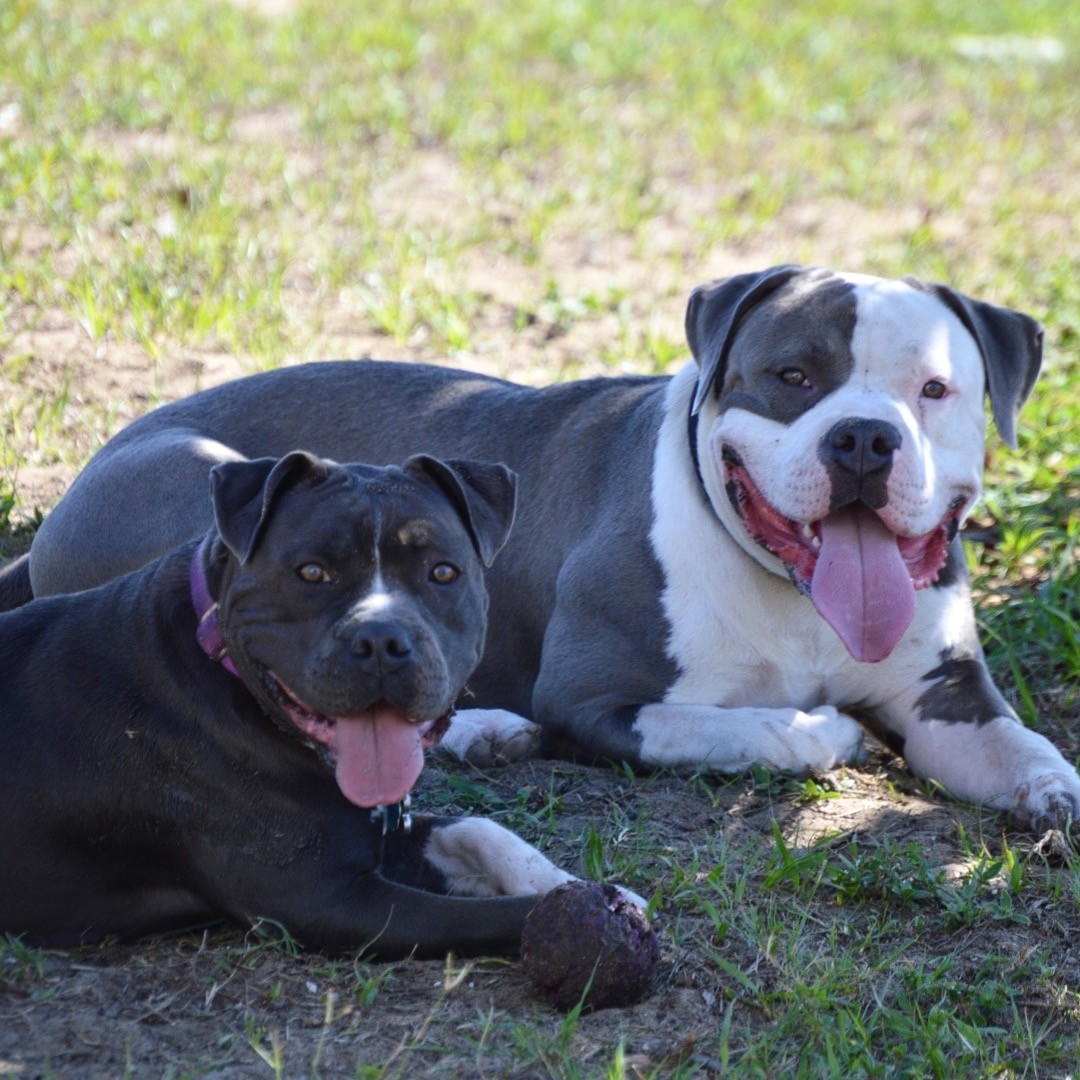 American Pit Bull Terrier Puppies For Sale Davenport, FL