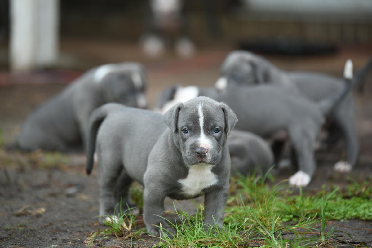 American Pit Bull Terrier Puppies For Sale Atlanta, GA