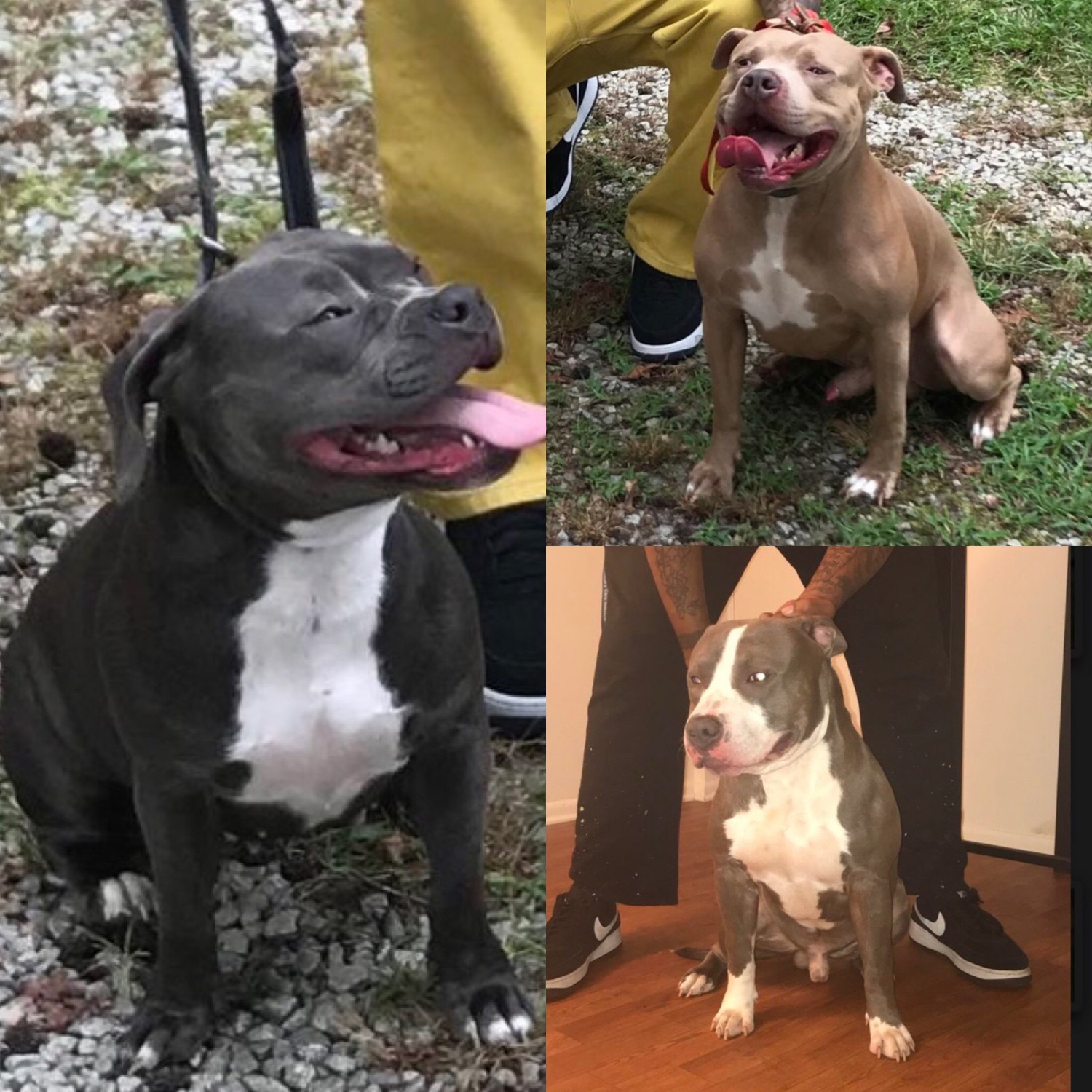 American Pit Bull Terrier Puppies For Sale Raleigh, NC