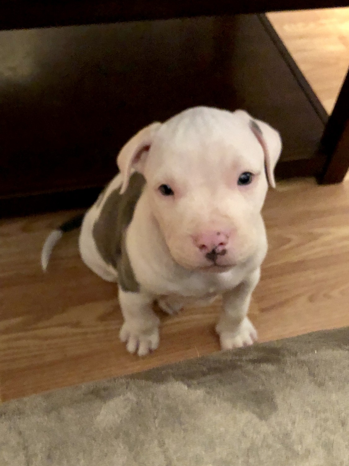 American Pit Bull Terrier Puppies For Sale Perth Amboy