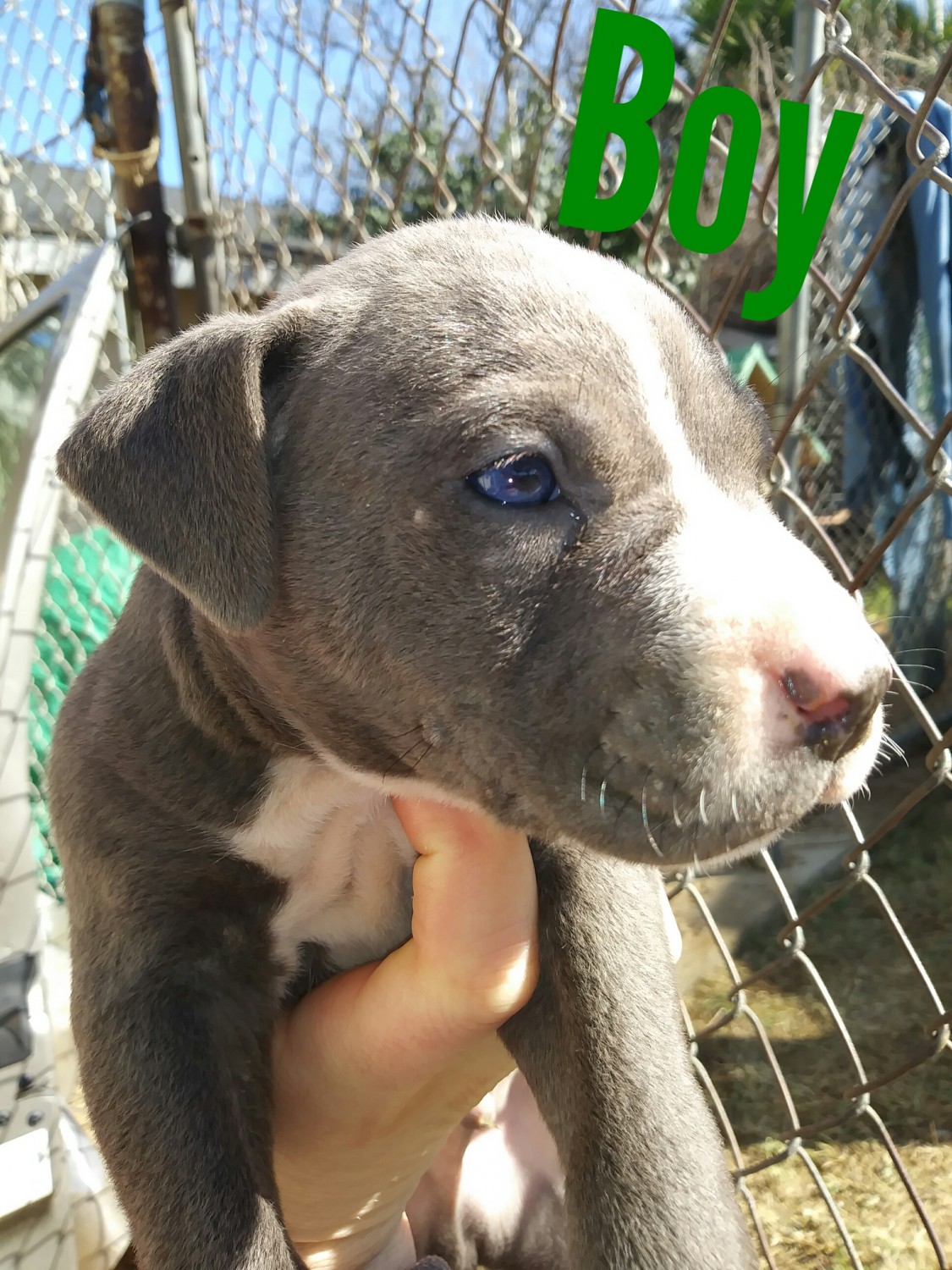 American Pit Bull Terrier Puppies For Sale Riverside, CA