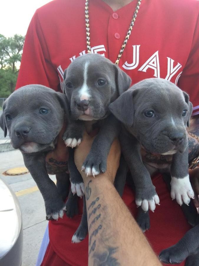 American Pit Bull Terrier Puppies For Sale Atlanta, GA