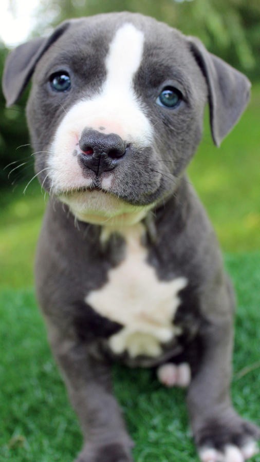 American Pit Bull Terrier Puppies For Sale Phoenix, AZ