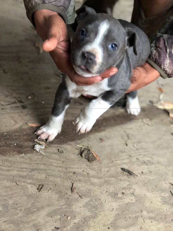 American Pit Bull Terrier Puppies For Sale Philadelphia