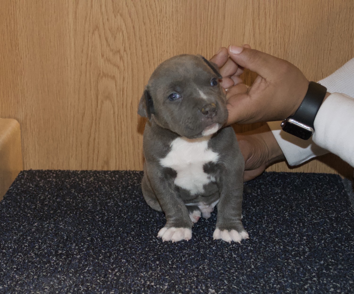 American Pit Bull Terrier Puppies For Sale Toms River