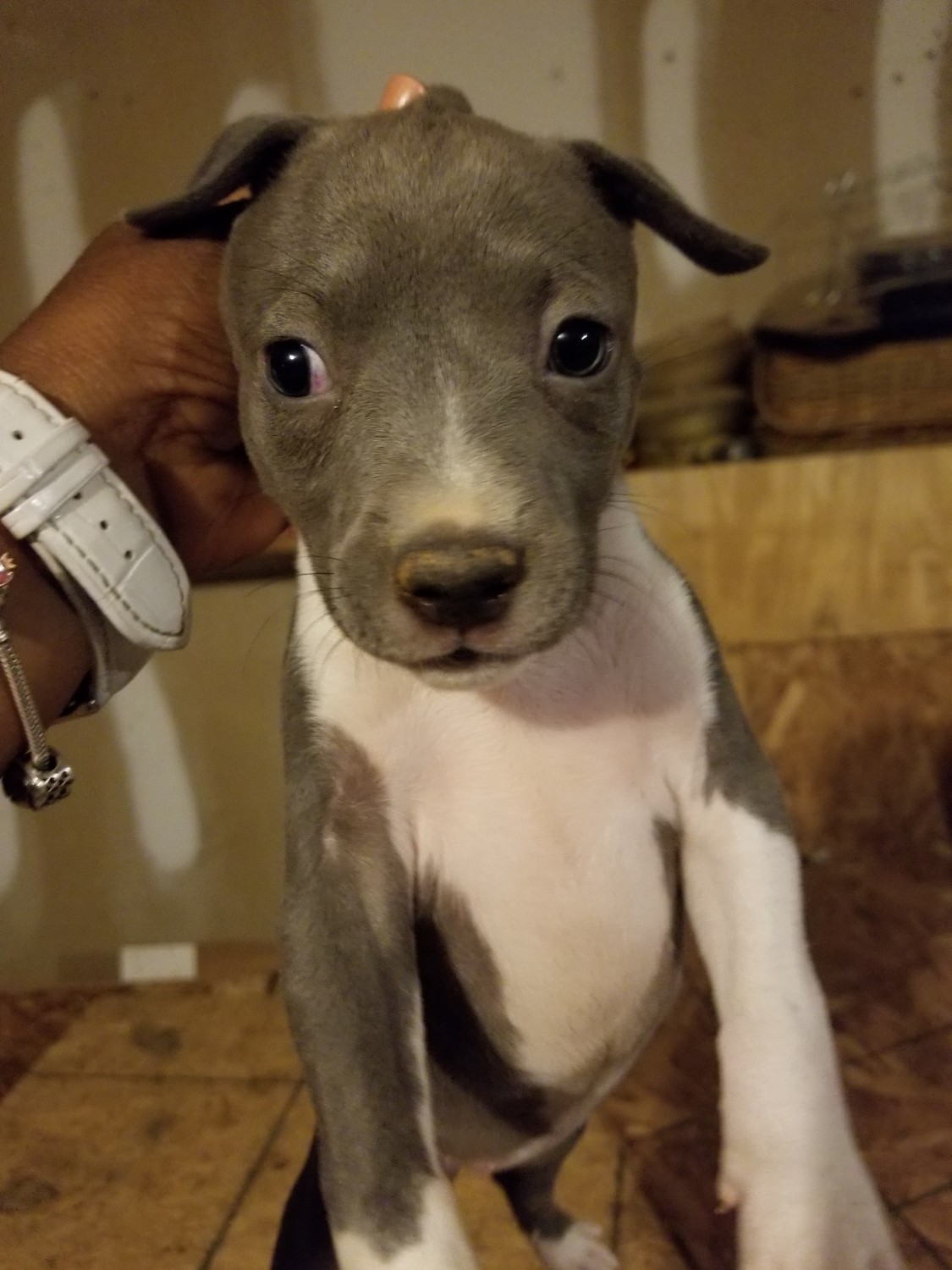 American Pit Bull Terrier Puppies For Sale Charlotte, NC