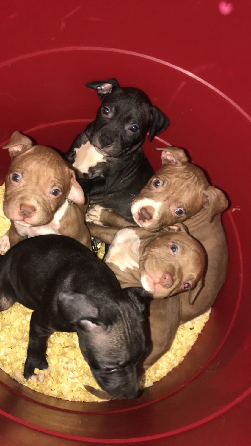 American Pit Bull Terrier Puppies For Sale Canton, OH
