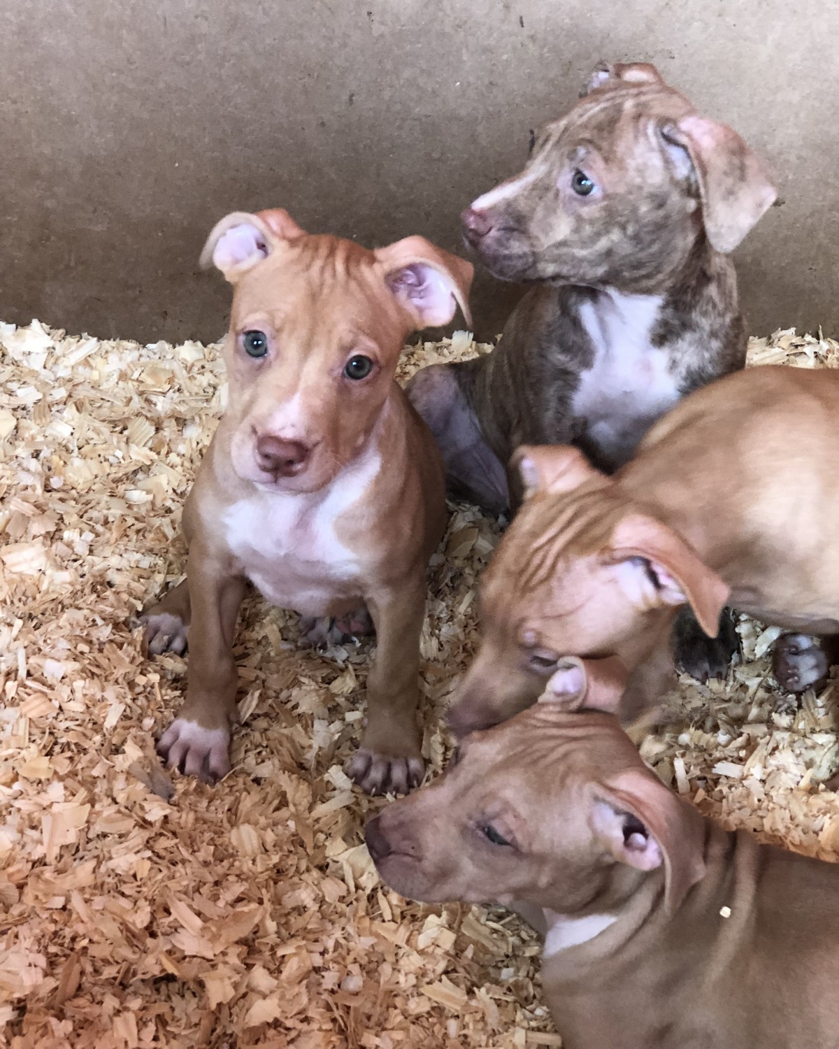American Pit Bull Terrier Puppies For Sale Newburgh, NY