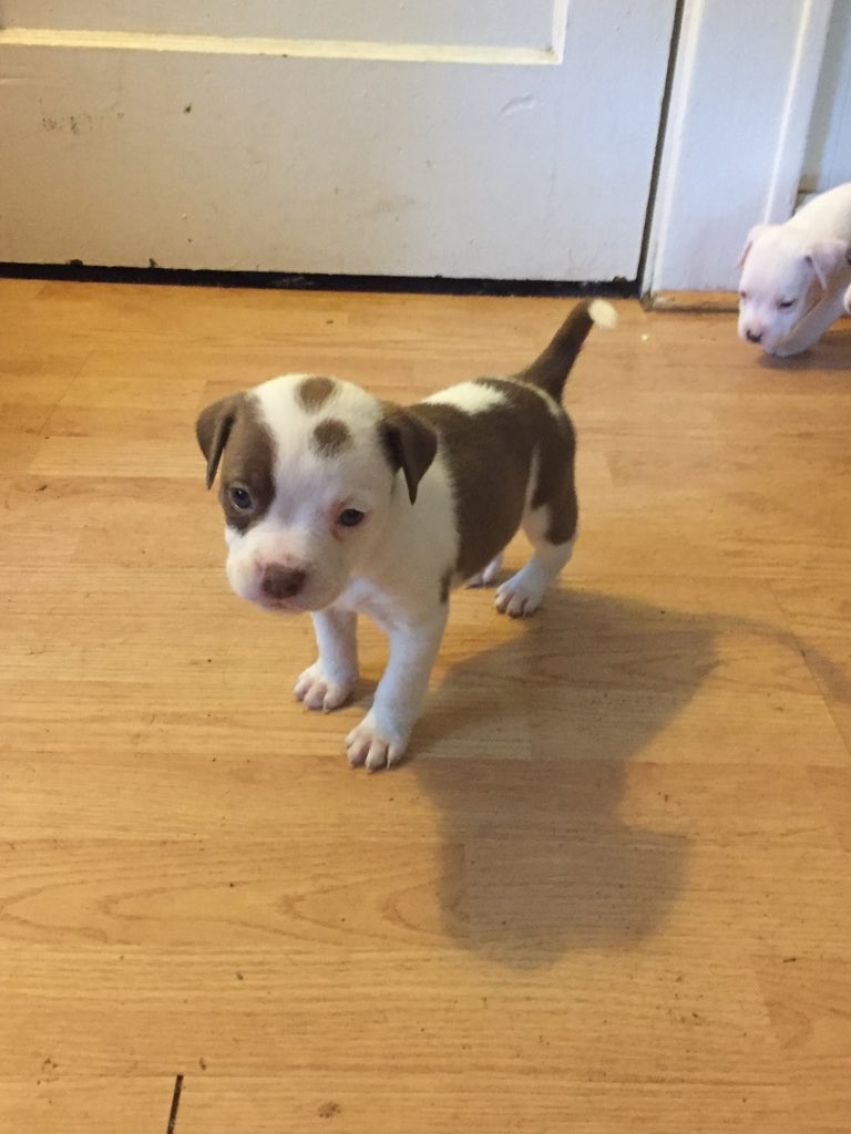 American Pit Bull Terrier Puppies For Sale St. Louis, MO