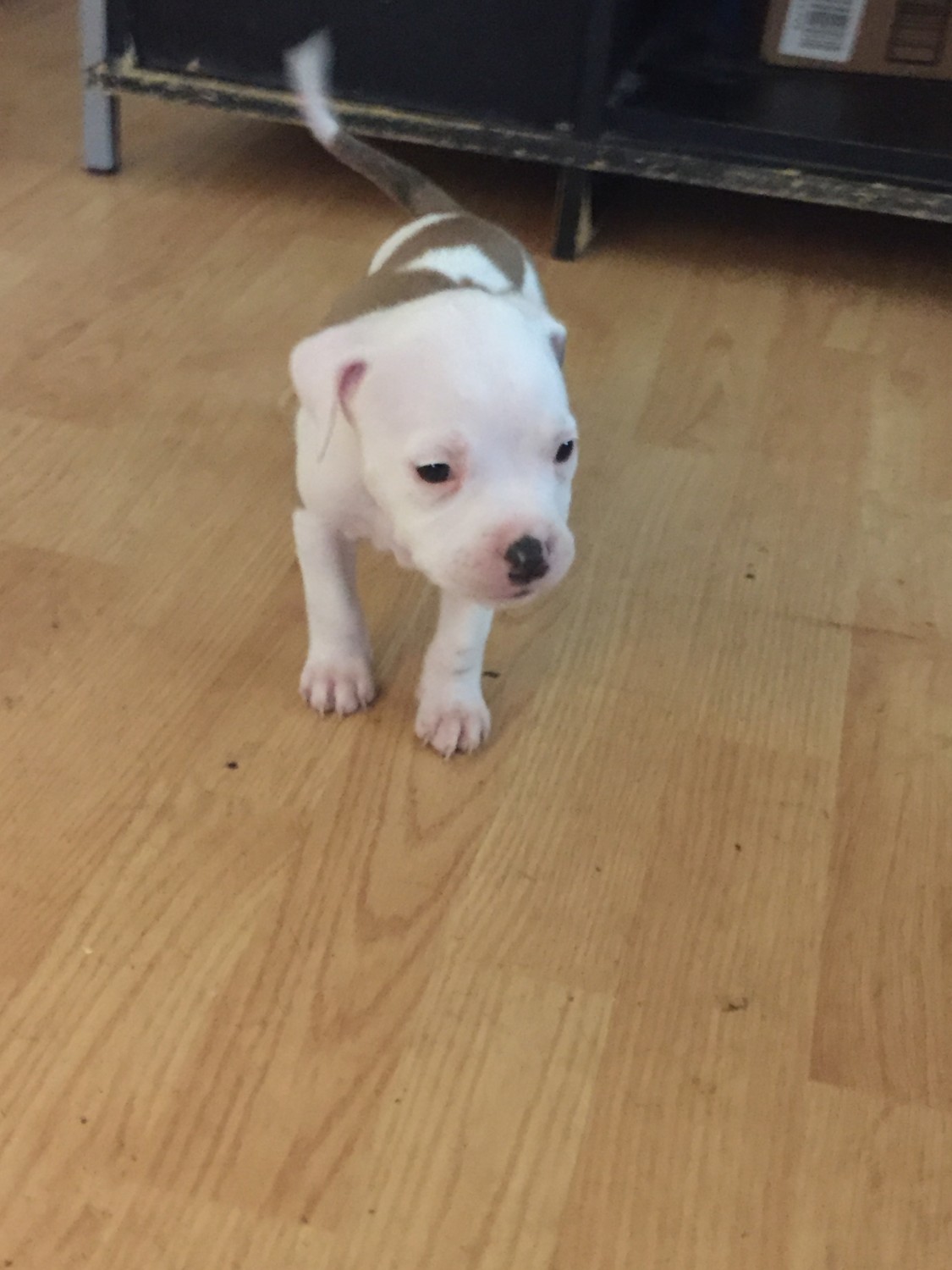 American Pit Bull Terrier Puppies For Sale St. Louis, MO