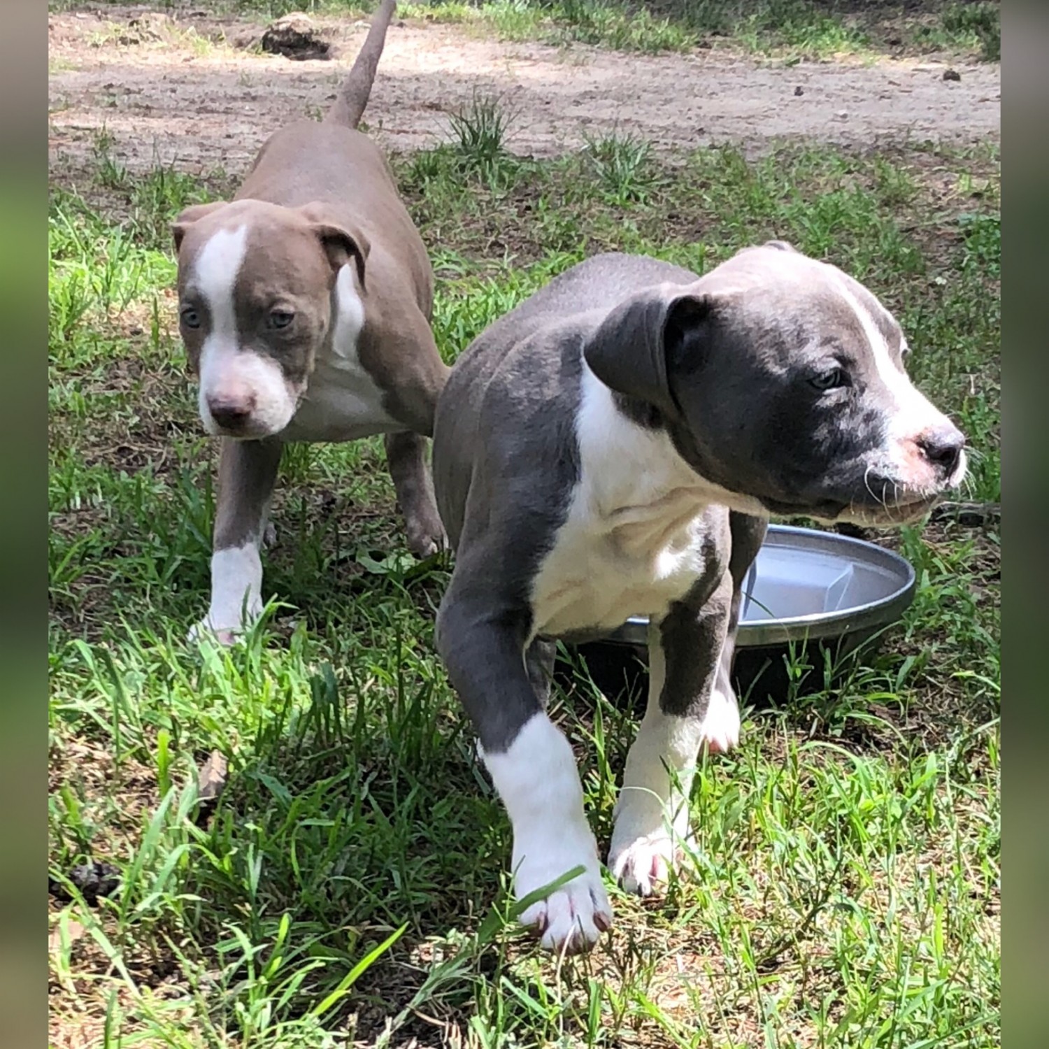 American Pit Bull Terrier Puppies For Sale Petersburg