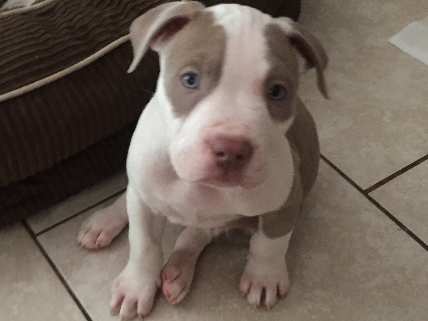 88+ American Pit Bull For Sale