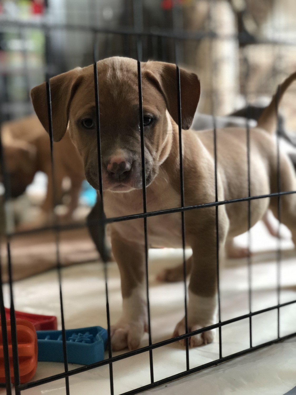 American Pit Bull Terrier Puppies For Sale Novi, MI 282417