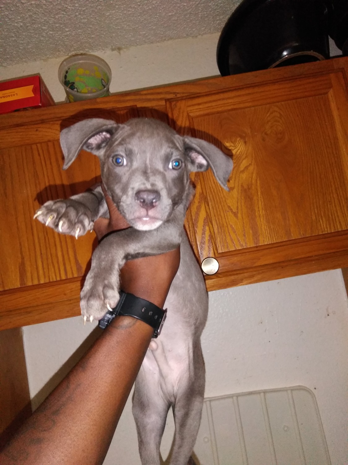 American Pit Bull Terrier Puppies For Sale Thornton, CO