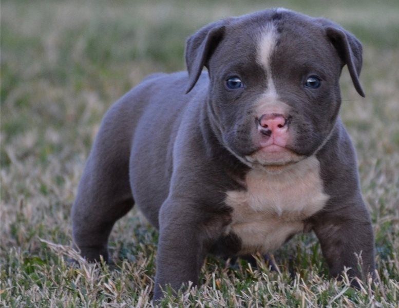 American Pit Bull Terrier Puppies For Sale Houston, TX 283183