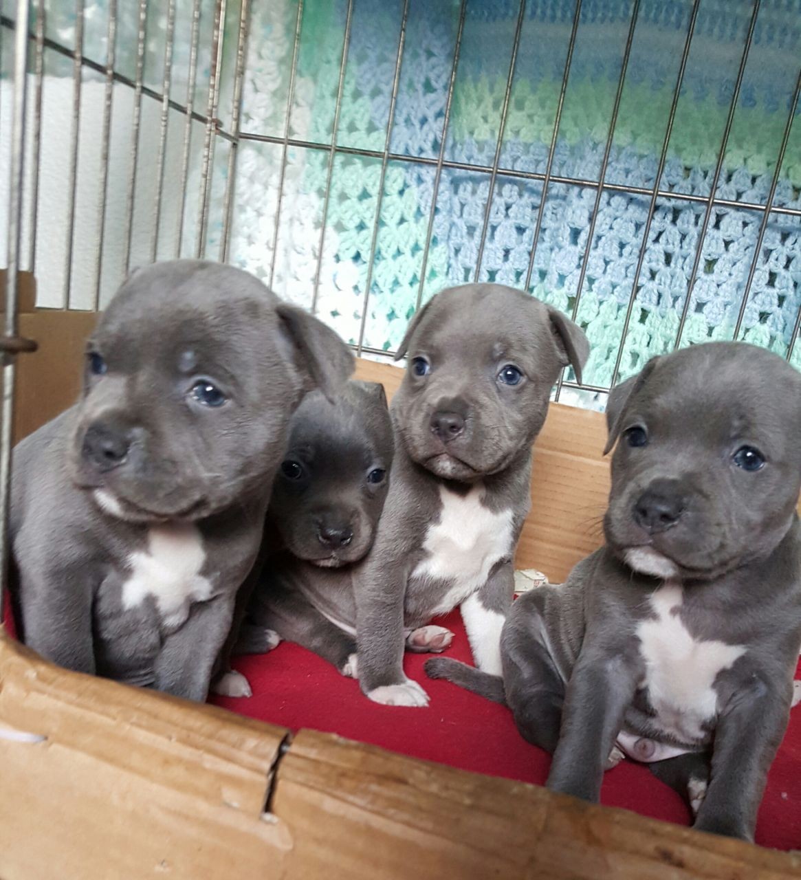 American Pit Bull Terrier Puppies For Sale USAA