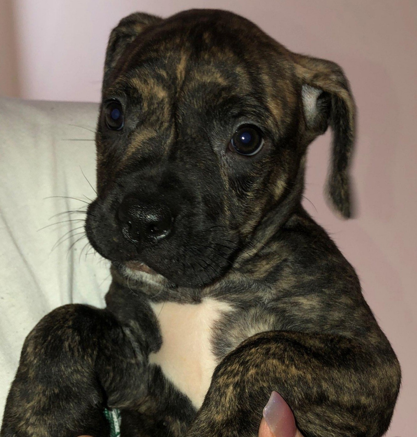 American Pit Bull Terrier Puppies For Sale Clayton, NJ
