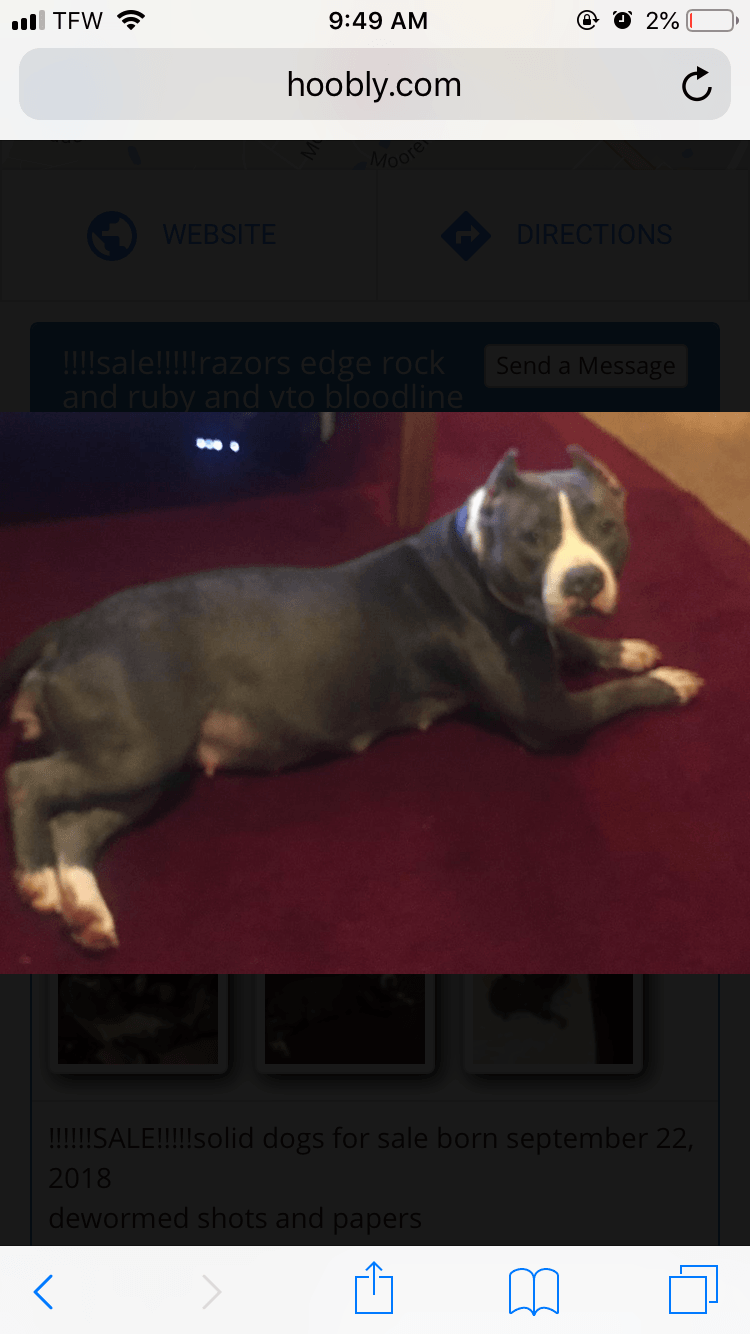 pitbull puppies for sale richmond va