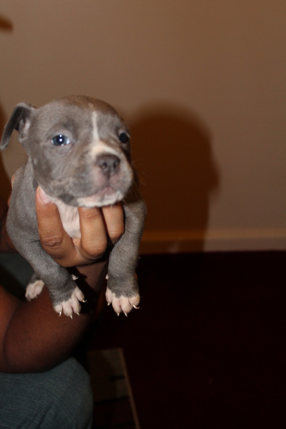 pitbull puppies for sale richmond va