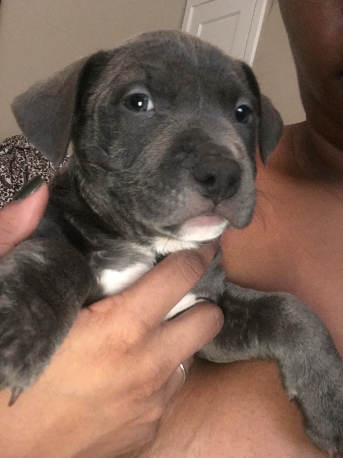 American Pit Bull Terrier Puppies For Sale Akron, OH 285667