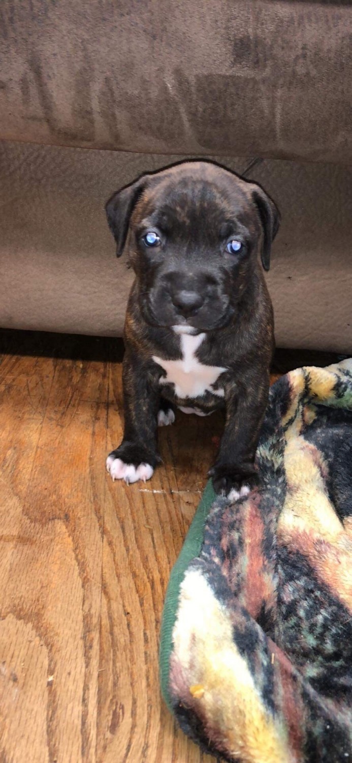 American Pit Bull Terrier Puppies For Sale Edison, NJ