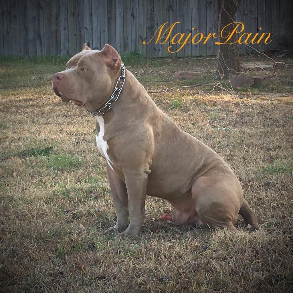 American Pit Bull Terrier Puppies For Sale | Fayetteville ...