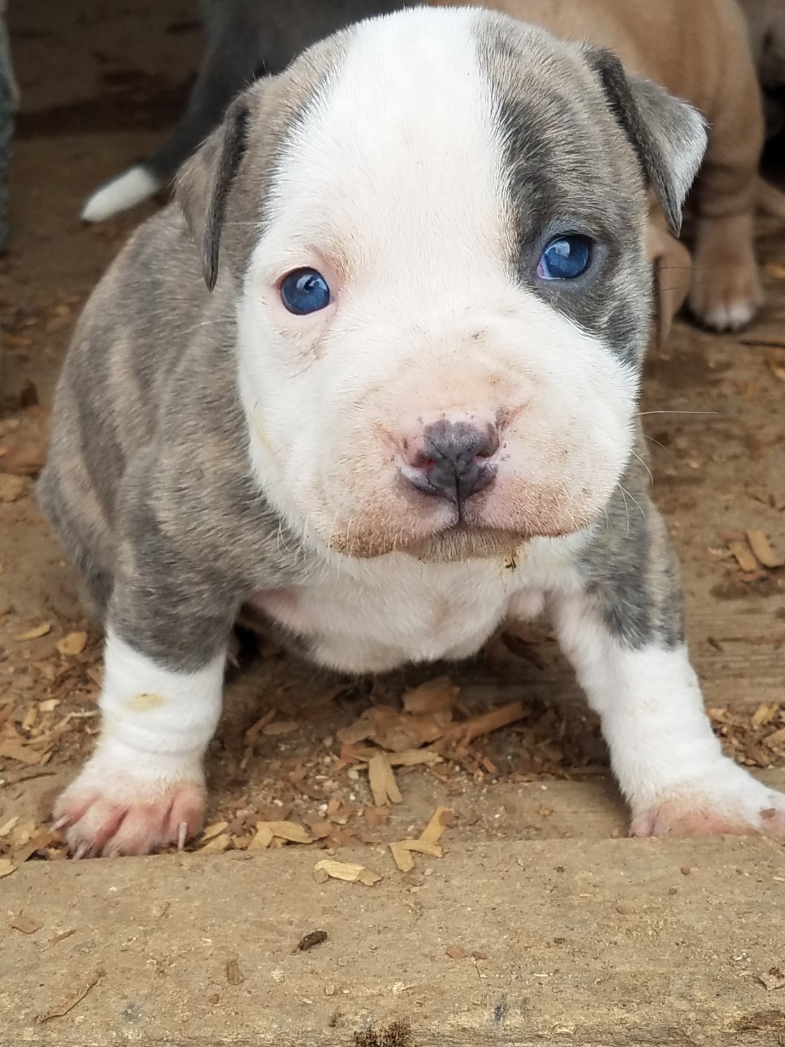 American Pit Bull Terrier Puppies For Sale Moravian