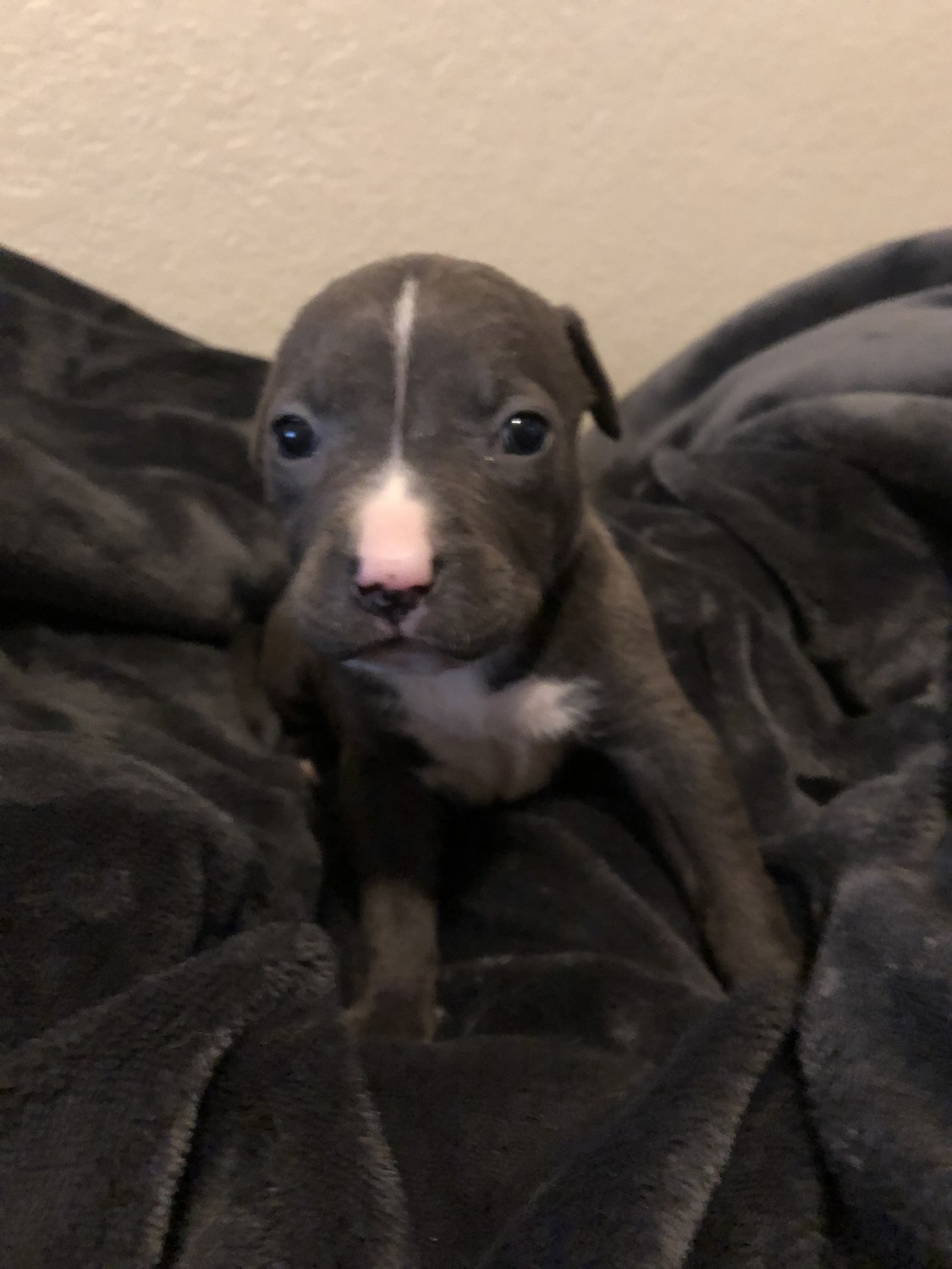 American Pit Bull Terrier Puppies For Sale North Port, FL 289930