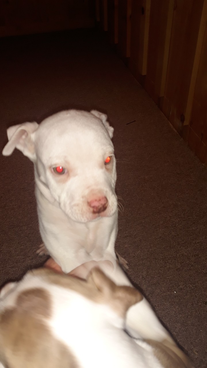 American Pit Bull Terrier Puppies For Sale Elyria, OH