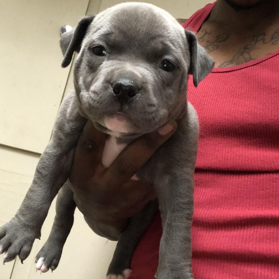 American Pit Bull Terrier Puppies For Sale Los Angeles