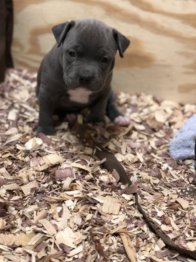 American Pit Bull Terrier Puppies For Sale Los Angeles.