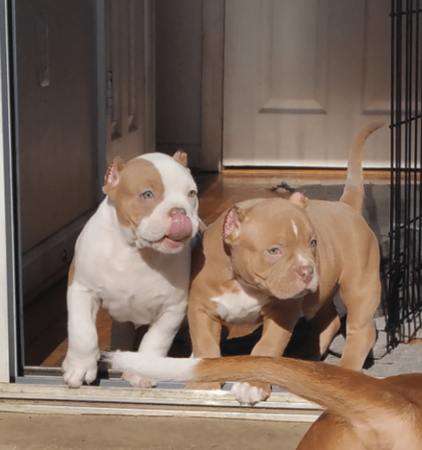 American Pit Bull Terrier Puppies For Sale Jacksonville