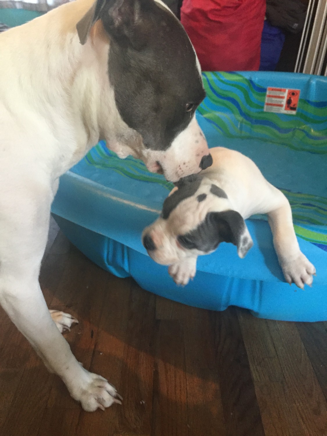 American Pit Bull Terrier Puppies For Sale Staten Island