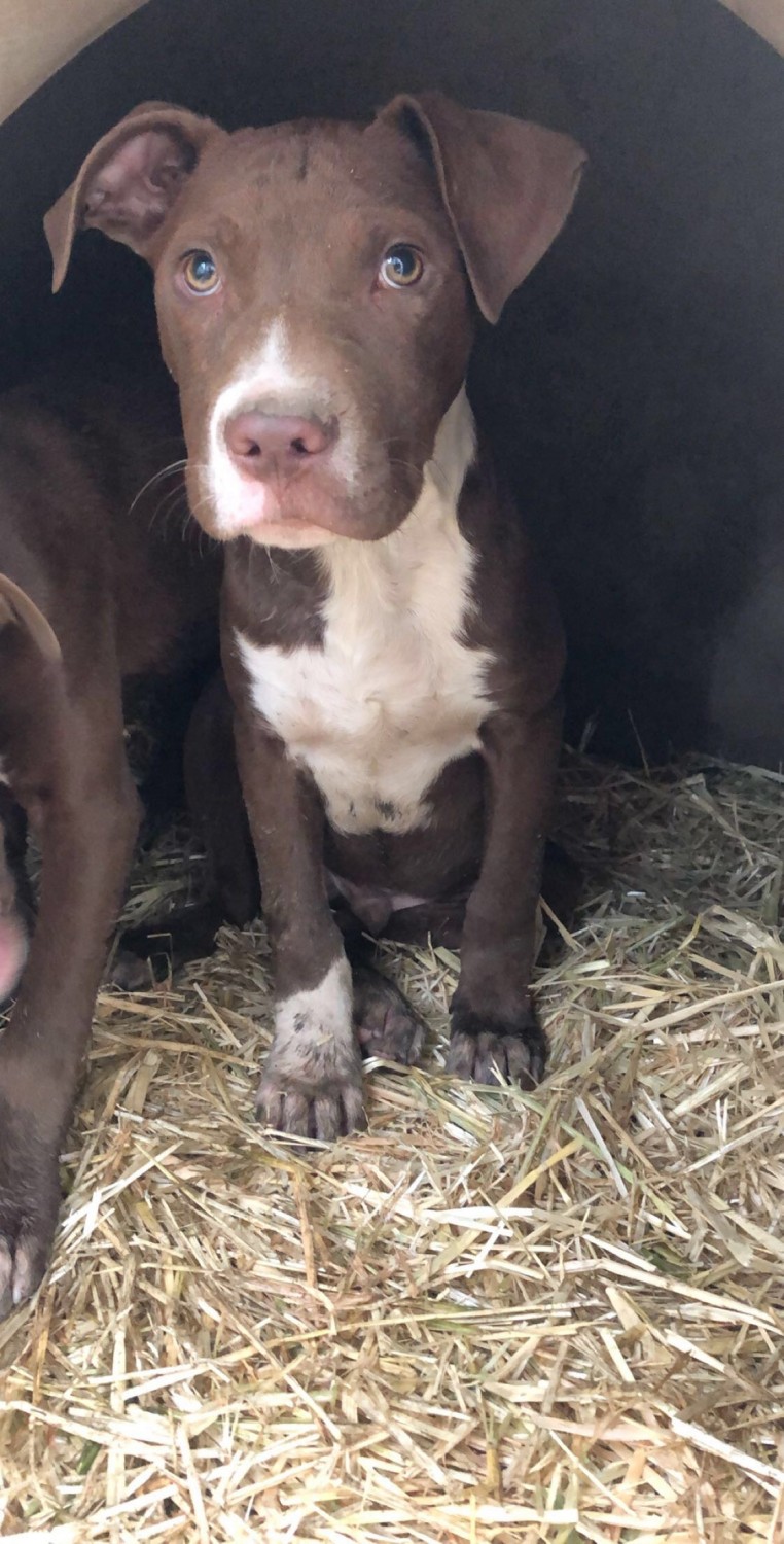American Pit Bull Terrier Puppies For Sale Little Rock