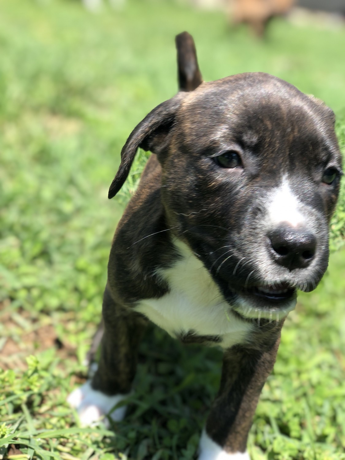 American Pit Bull Terrier Puppies For Sale Wichita, KS