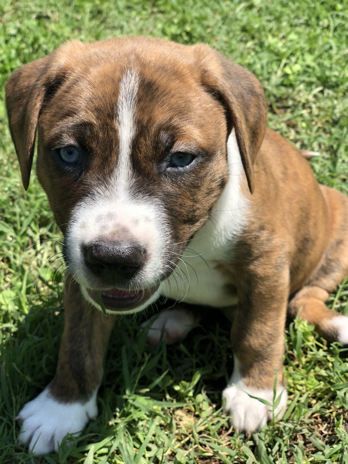 American Pit Bull Terrier Puppies For Sale Wichita, KS