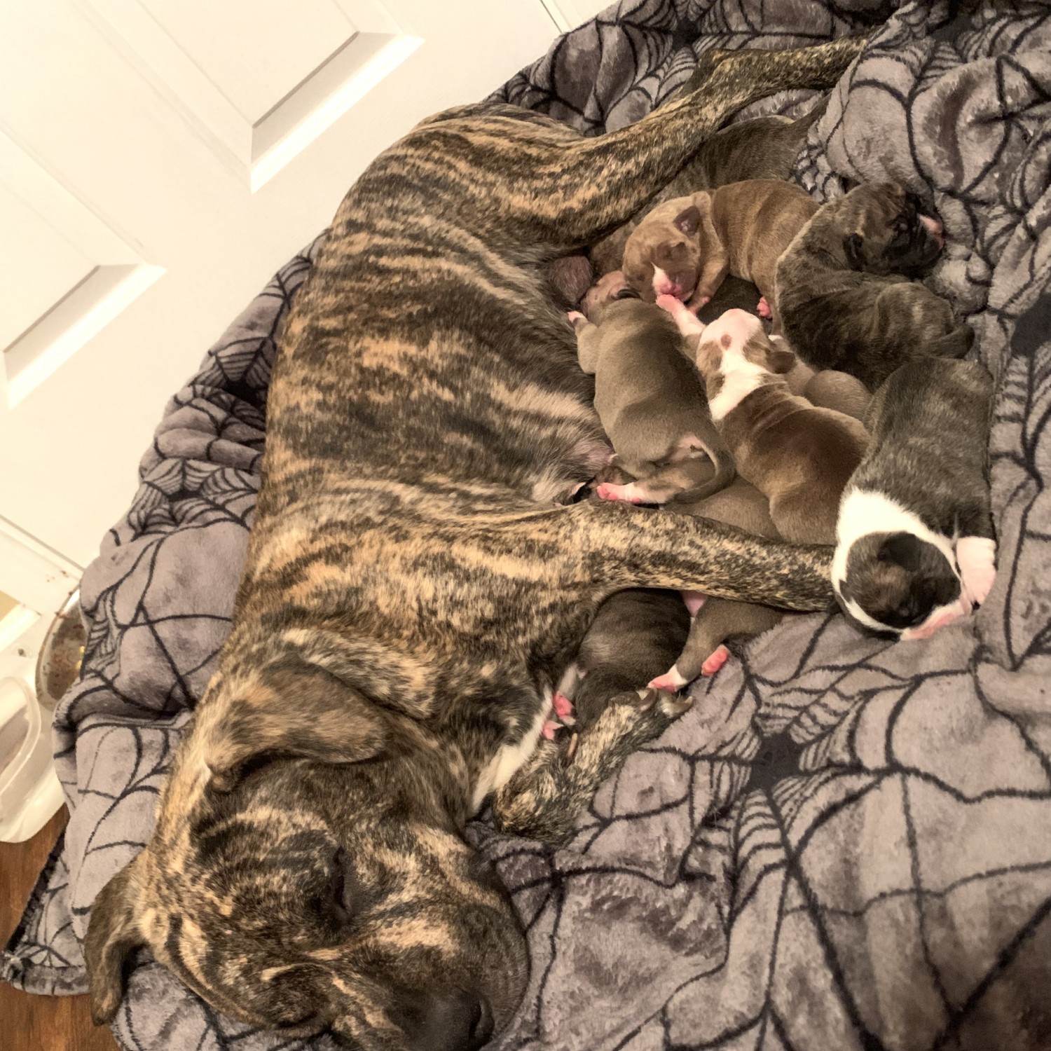 American Pit Bull Terrier Puppies For Sale | Memphis, TN #299233