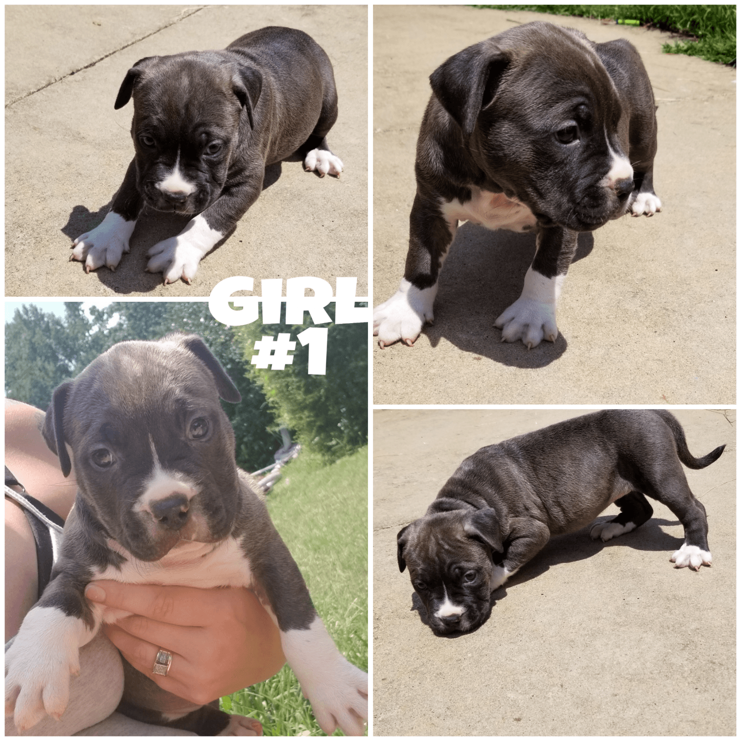 American Pit Bull Terrier Puppies For Sale Griffin, GA