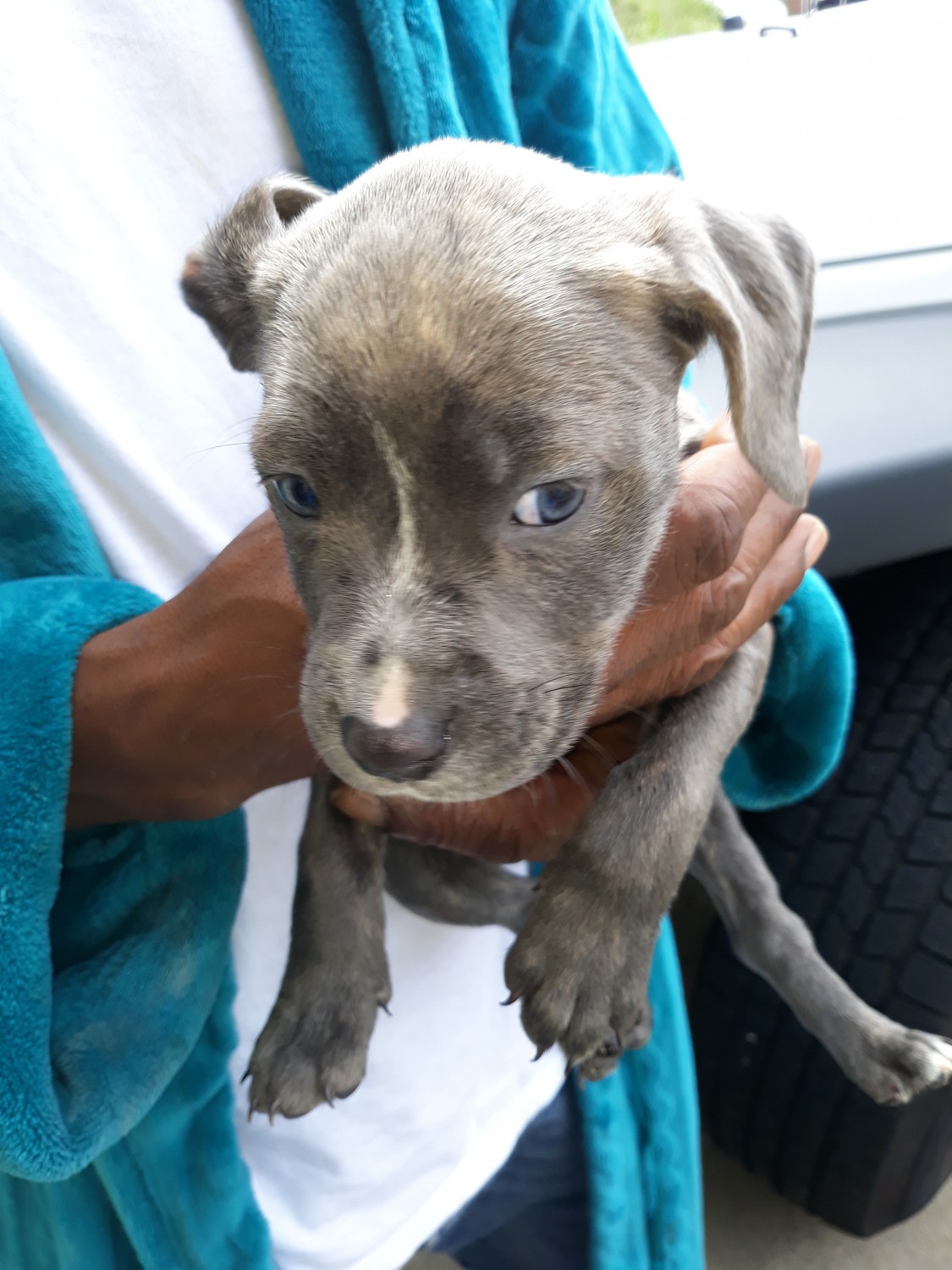 77+ Blue Pitbull Mastiff Puppies For Sale l2sanpiero