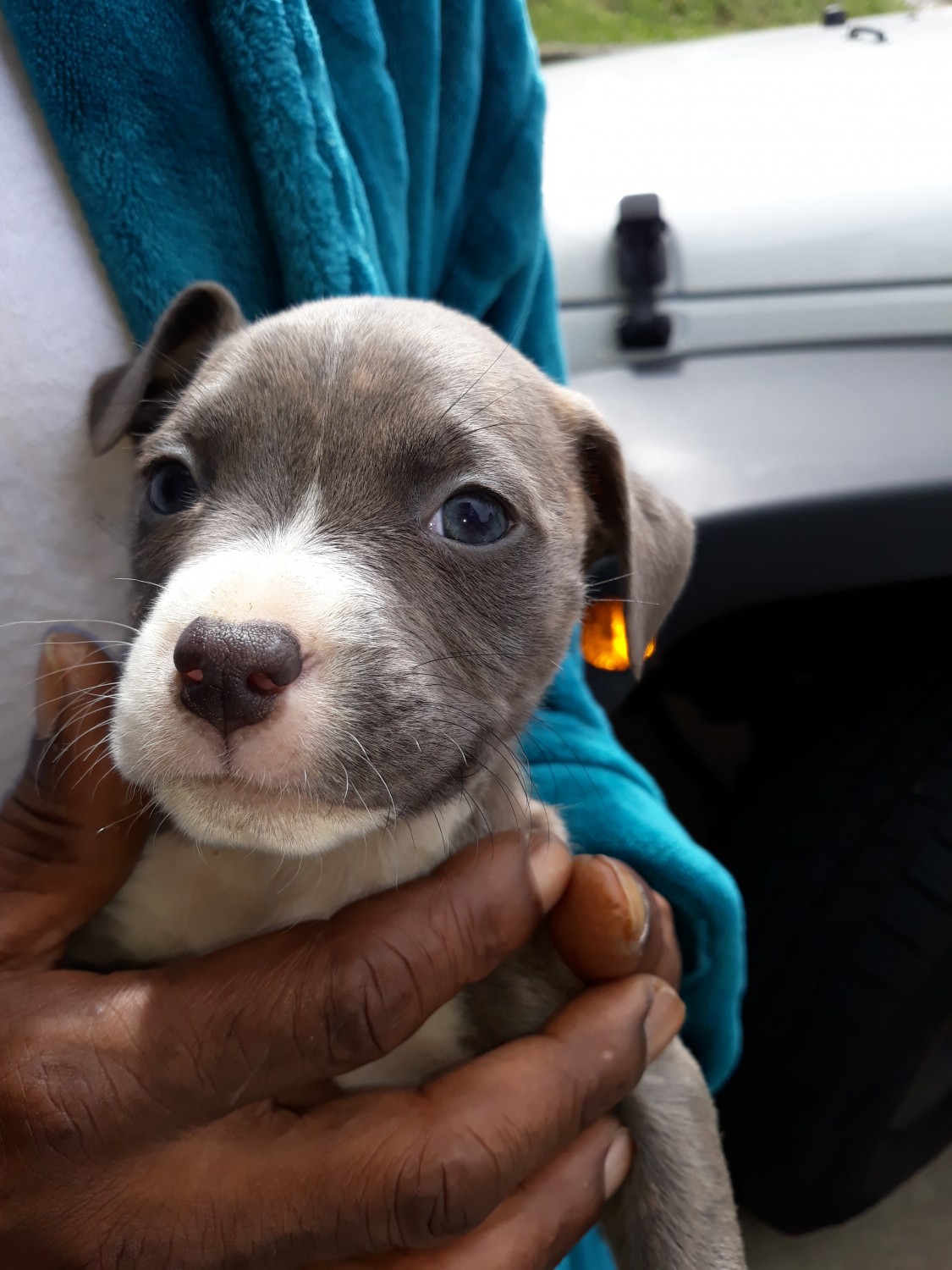 American Pit Bull Terrier Puppies For Sale Port Vue, PA