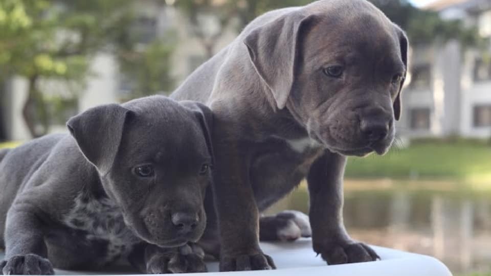 Funny Blue Nose Pitbull Puppies For Sale l2sanpiero