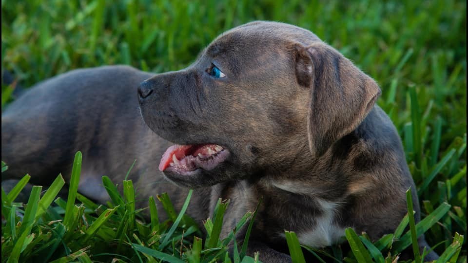 American Pit Bull Terrier Puppies For Sale Fort Lauderdale, FL 306718